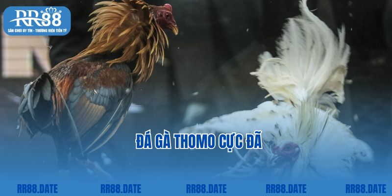 Đá gà Thomo cực đã